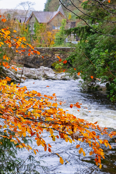 Autumnal Afon Llugwy River in Betws-y-Coed Picture Board by Pearl Bucknall