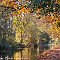 Buy canvas prints of Autumn Colours on the Basingstoke Canal by Pearl Bucknall