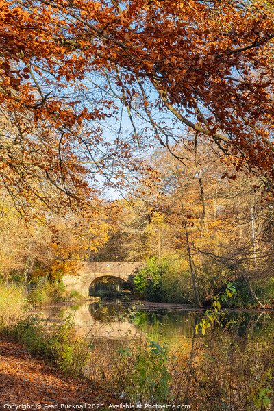 Autumn Colours on the Basingstoke Canal Picture Board by Pearl Bucknall