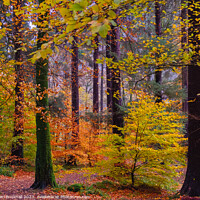Buy canvas prints of Autumn Trees on Betws-y-Coed Walk in Snowdonia by Pearl Bucknall