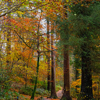 Buy canvas prints of Autumn Colour on Coed Tan Dinas Walk in Snowdonia by Pearl Bucknall