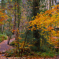 Buy canvas prints of A Woodland Walk in Autumn at Betws-y-Coed by Pearl Bucknall