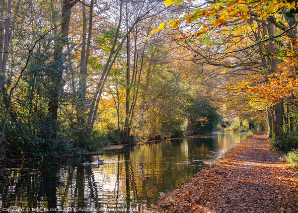 Basingstoke Canal in Autumn, Surrey Picture Board by Pearl Bucknall