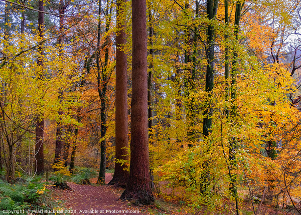 Autumn Trees on Coed Tan Dinas Walk in Snowdonia Picture Board by Pearl Bucknall