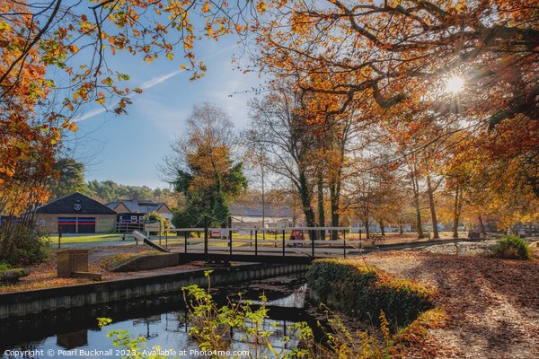 Basingstoke Canal in Autumn Picture Board by Pearl Bucknall