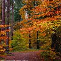 Buy canvas prints of Autumn Trees on Coed Tan Dinas Walk in Snowdonia by Pearl Bucknall