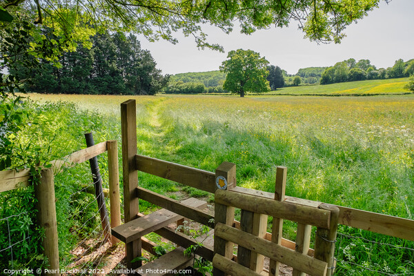A Country Walk in English Countryside Picture Board by Pearl Bucknall