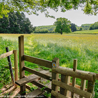 Buy canvas prints of A Country Walk in English Countryside by Pearl Bucknall