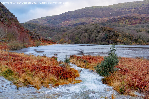 Llyn Dinas Lake Snowdonia in Autumn Picture Board by Pearl Bucknall