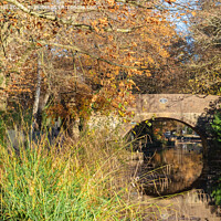 Buy canvas prints of Basingstoke Canal in Autumn by Pearl Bucknall