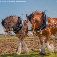 Buy canvas prints of Shire horses pulling a plough  by Pearl Bucknall