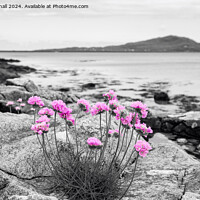 Buy canvas prints of Sea Pink Thrift Flowers on South Uist Rocky Coast by Pearl Bucknall