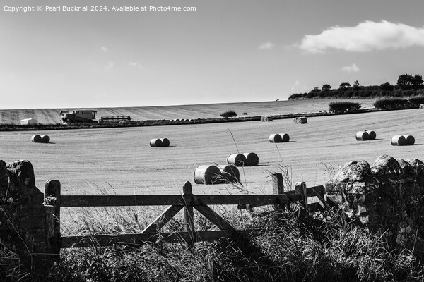 Harvest Country Scene in the Countryside St Abbs  Picture Board by Pearl Bucknall