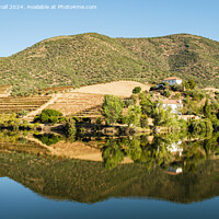 Buy canvas prints of Olive groves and vineyards on Douro River Portugal by Pearl Bucknall