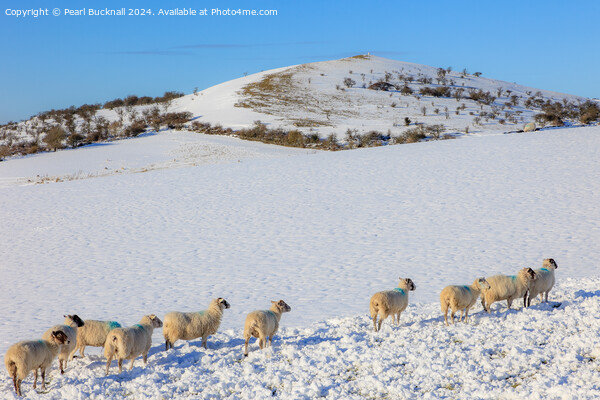 Sheep in Snow, Peak District, Derbyshire Picture Board by Pearl Bucknall