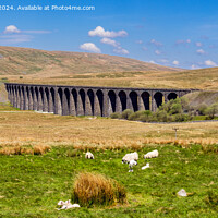 Buy canvas prints of Sheep by Ribblehead Viaduct Yorkshire Dales by Pearl Bucknall