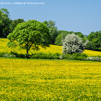Buy canvas prints of Buttercup Fields in English Countryside  by Pearl Bucknall