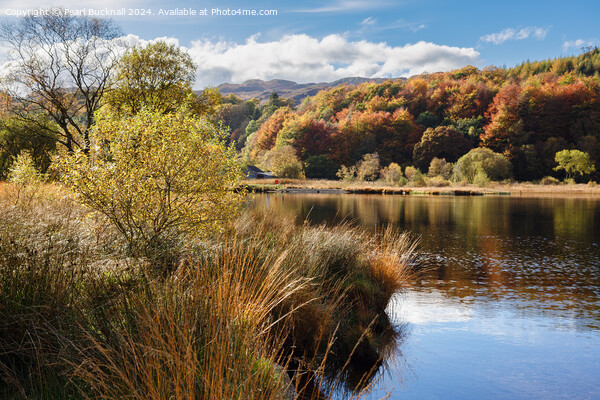 Llyn Geirionydd lake Snowdonia Wales Picture Board by Pearl Bucknall