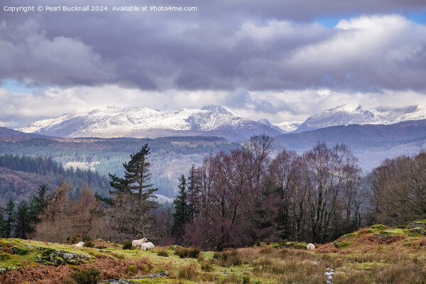 View to Snowdonia Mountains in Winter Wales Picture Board by Pearl Bucknall