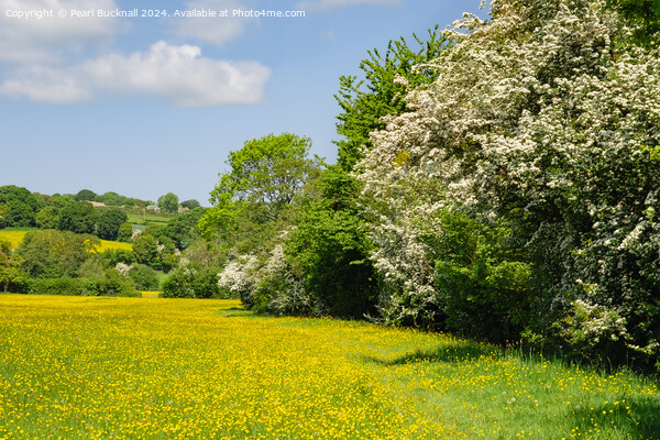 Herefordshire Way Through English Buttercup Meadow Picture Board by Pearl Bucknall