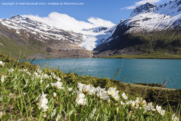 Engabrevatnet Lake and Enga Glacier Norway Picture Board by Pearl Bucknall