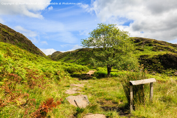 A Country Walk up Cwm Bychan in Snowdonia Picture Board by Pearl Bucknall