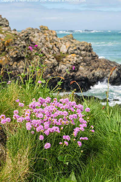 Sea Pink or Thrift Flowers on the Coast Picture Board by Pearl Bucknall