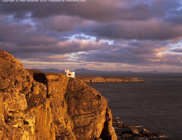 Ellins Tower on Sea Cliffs at Sunset, Anglesey Picture Board by Pearl Bucknall
