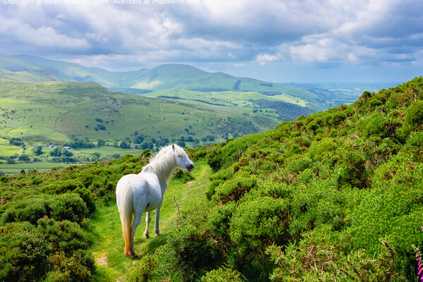  Wild Carneddau Pony in North Wales Landscape Picture Board by Pearl Bucknall