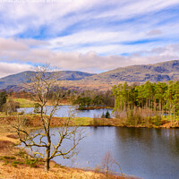 Tarn Hows Lake District Landscape Cumbria