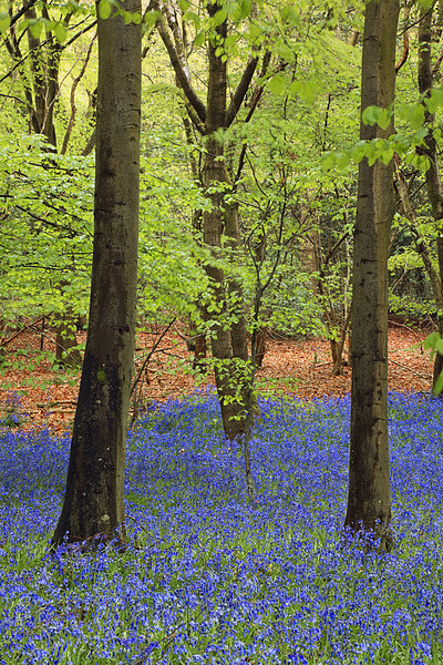 West Stoke Bluebell Woodland in Spring Picture Board by Pearl Bucknall
