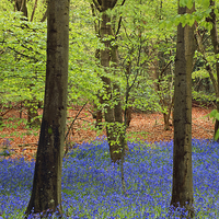 Buy canvas prints of West Stoke Bluebell Woodland in Spring by Pearl Bucknall