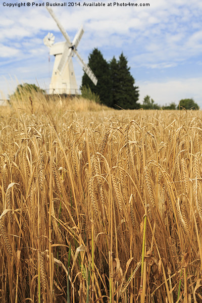 Barley and Woodchurch Windmill in Kent Countryside Picture Board by Pearl Bucknall