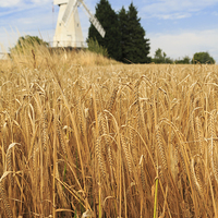 Buy canvas prints of Barley and Woodchurch Windmill in Kent Countryside by Pearl Bucknall