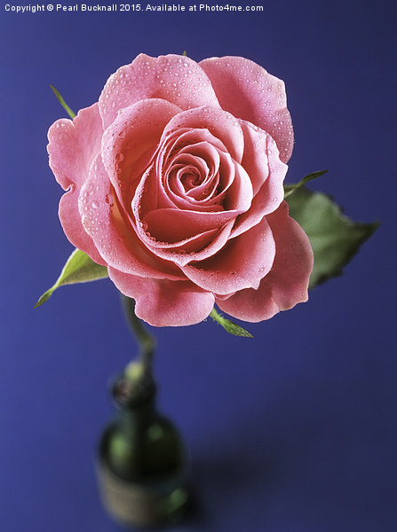 Pink Rose in a Bottle Picture Board by Pearl Bucknall