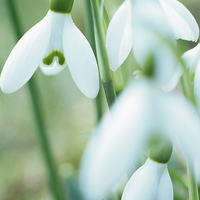 Buy canvas prints of Wild Snowdrops by Pearl Bucknall