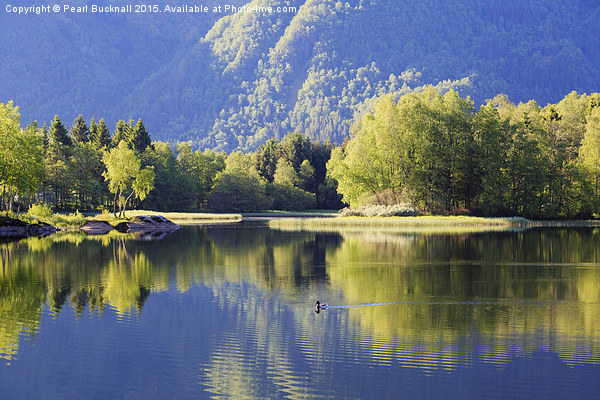 Tranquil Water in Lake Haukeland Norway Picture Board by Pearl Bucknall