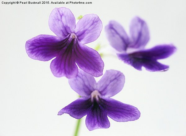 Three Purple Flowers Abstract Picture Board by Pearl Bucknall