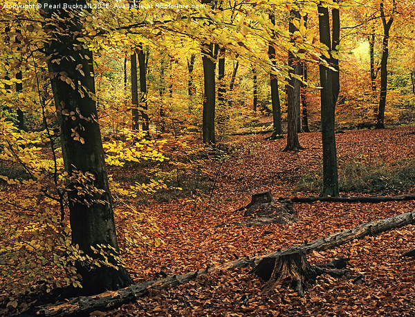 Beech Wood in Autumn in Alice Holt Forest Picture Board by Pearl Bucknall