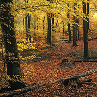 Buy canvas prints of Beech Wood in Autumn in Alice Holt Forest by Pearl Bucknall
