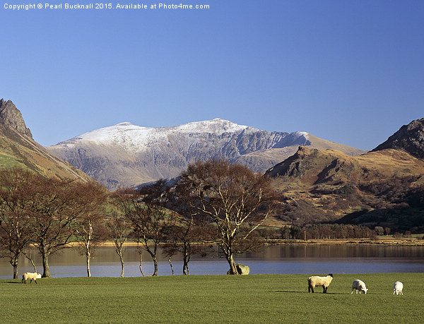 Mount Snowdon from Nantlle Snowdonia Picture Board by Pearl Bucknall