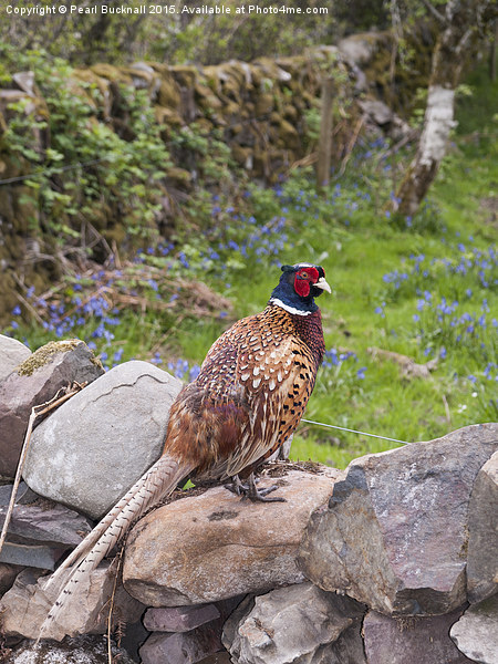 Male Pheasant on a Wall in Countryside Outdoor Picture Board by Pearl Bucknall