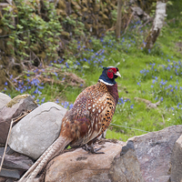 Buy canvas prints of Male Pheasant on a Wall in Countryside Outdoor by Pearl Bucknall