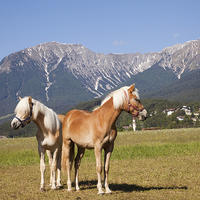 Buy canvas prints of Palomino Horses by Pearl Bucknall