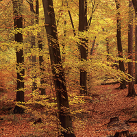 Buy canvas prints of Autumn Woodland Beech Wood in Hampshire by Pearl Bucknall