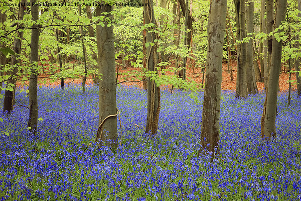 West Stoke Bluebell Wood in Spring Picture Board by Pearl Bucknall