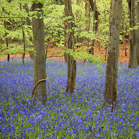 Buy canvas prints of West Stoke Bluebell Wood in Spring by Pearl Bucknall