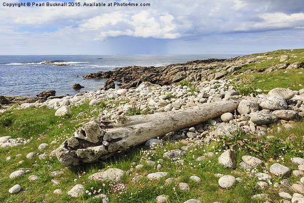 Driftwood on North Uist Coast Picture Board by Pearl Bucknall