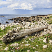 Buy canvas prints of Driftwood on North Uist Coast by Pearl Bucknall