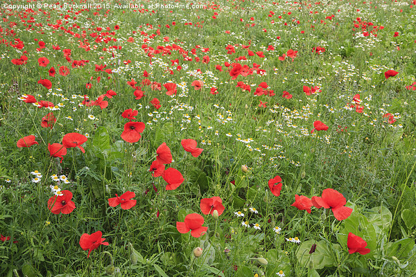 Poppies with Mayweed Flowers Picture Board by Pearl Bucknall